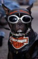 /album/art/a875-bikers-dogs-01-jpg/